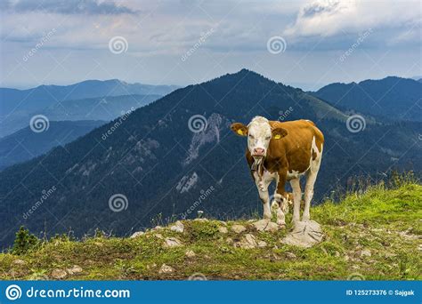 Cow Lying On Mountain Valley Pasture In Austrian Alps Stock Photo