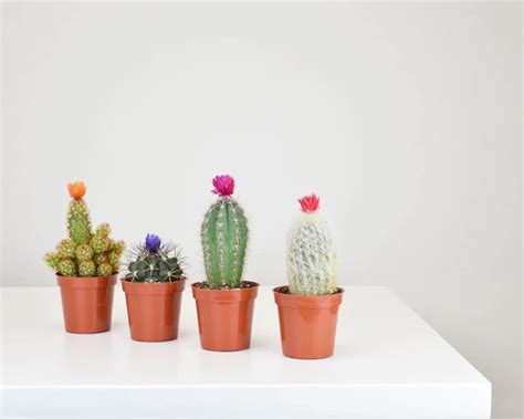 Cactus Assortment With Strawflower Vanluyk Garden Centre
