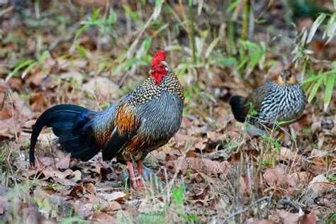 Pikat ayam hutan betina mp3 & mp4. ayam hutan kelabu jantan dan betina | Hutan, Betina, Ayam