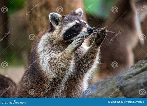 Portrait Of Raccoon Standing On Hind Legs Stock Photo Image Of Cute