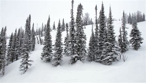 Tundra Characteristics Sciencing