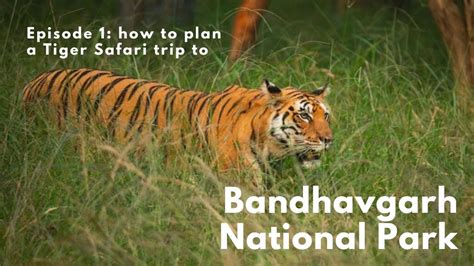 Complete Travel Guide Bandhavgarh National Park Tiger Safari Madhya
