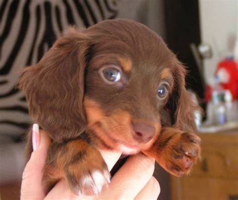 We specialize in finding permanent homes for dachshund and dachshund mixes. MINIATURE DACHSHUNDS PUPPIES - UNIGUE CHANCE for Sale in ...