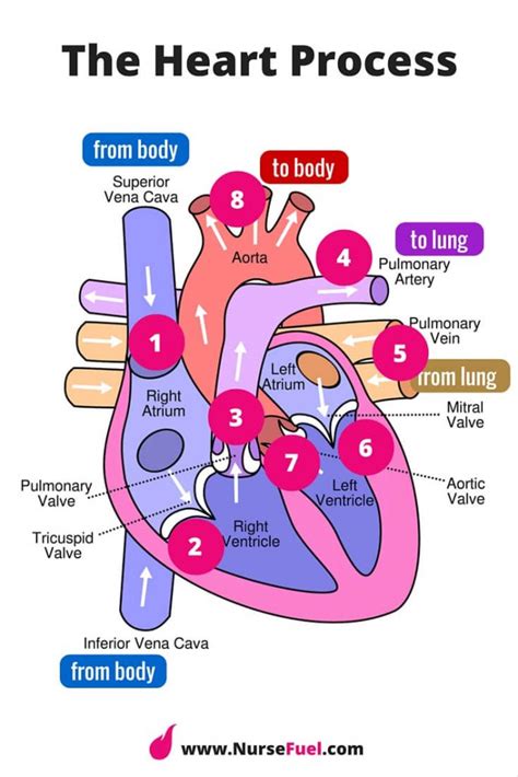 12 Heart System Diagram Robhosking Diagram