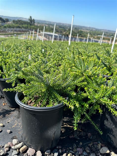 Grevillea lanigera 'Coastal Gem' - Devil Mountain Wholesale Nursery