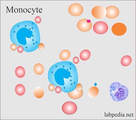 White Blood Cell Monocyte Diagram
