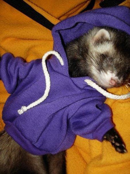Ferret In A Hoodie By Ismellaschaffner On Deviantart Baby Ferrets