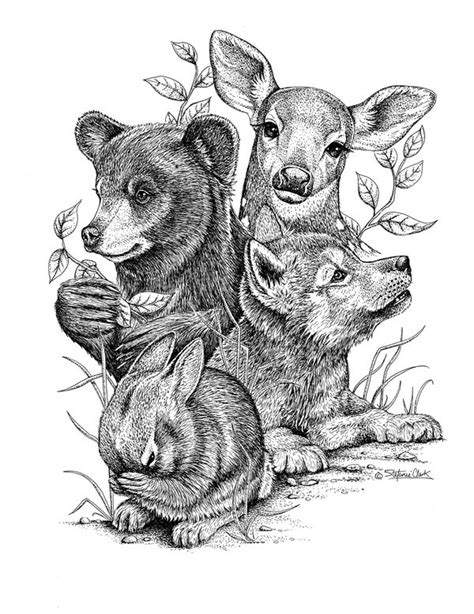 Pencil Drawings Of Woodland Animals Vanwertpizzahut