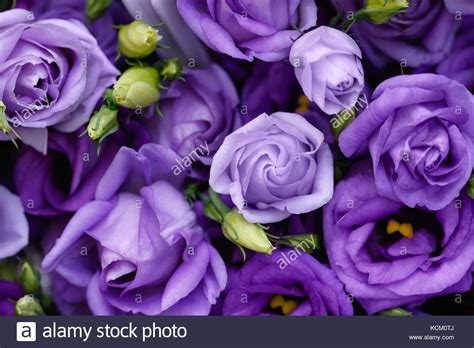Beautiful Purple Roses Background Stock Photo Alamy