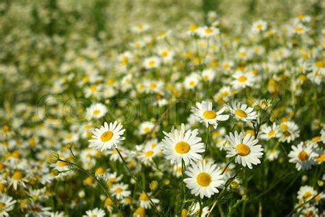 Blooming Wild Camomile Flowers In The Stock Image Colourbox
