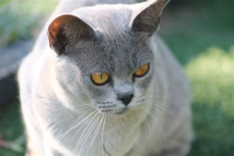 Ramaal Burmese Burmese Cat Breeder Sydney Nsw