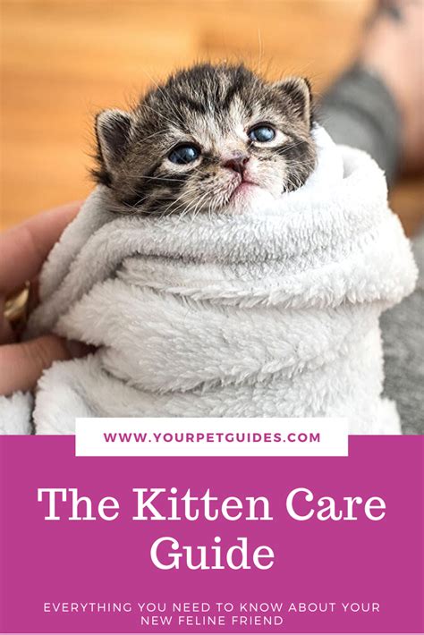 Kitten Care For New Owners Kitten Care Kitten Health Kitten