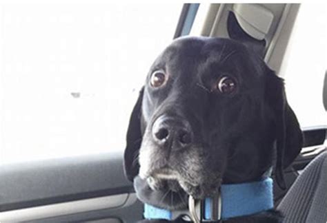 6 Hilarious Photos Of Dogs That Just Found Out Theyre Headed To The