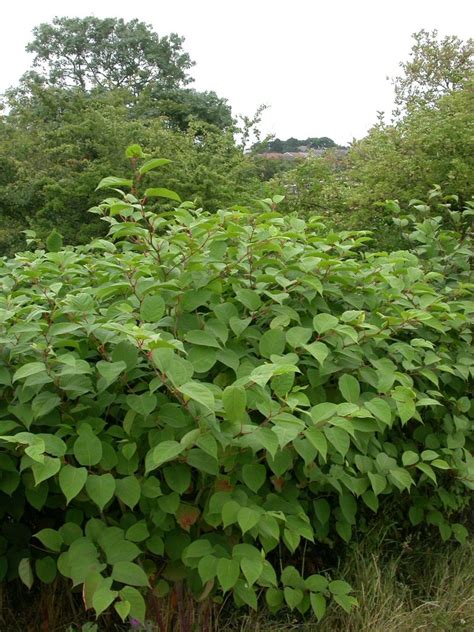 Japanese Knotweed In Full Leaf Wildscapes