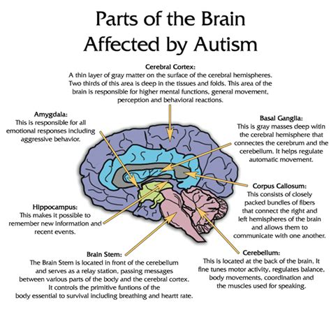 Pediaspeech Parts Of The Brain Affected By Autism
