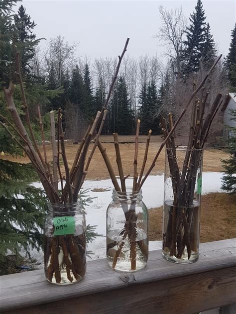 Our First Attempt At Rooting Apple Trees From Cuttings Trying It With