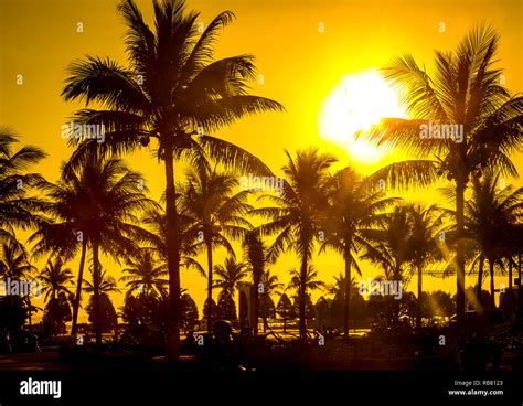 Yellow Orange Sun And Sky With Silhouette Of Multiple Palm Trees Stock