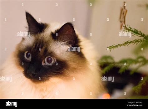 Long Haired Burmese Siama Cat Stock Photo Alamy