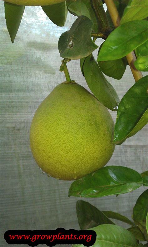The flavors are well balanced, which is why we have chosen to sell this type of pomelo at patom. Pomelo fruit tree | Fruit trees, Pomelo, Growing lemon trees