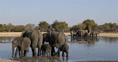 Zimbabwe Safari African Safaris
