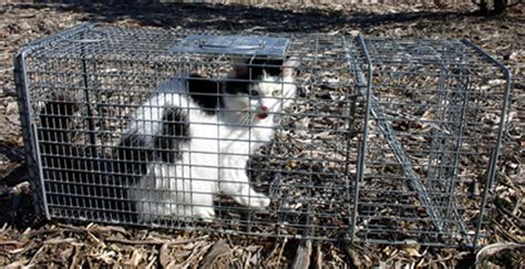 Feral cats are cats which have gone wild and those born and raised in the wild. Cats taking toll on Tweed fauna - Echonetdaily