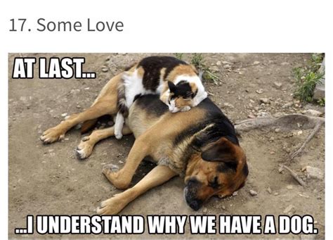 Grab Hold Of The Fascinating Funny Dog Vs Cat Memes Hilarious Pets