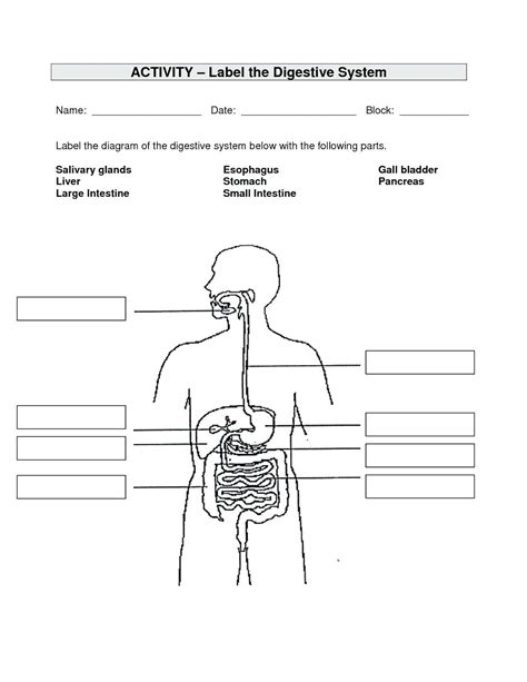 Digestive System Worksheet 4th Grade