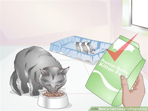 3 Ways To Take Care Of A Pregnant Cat Wikihow