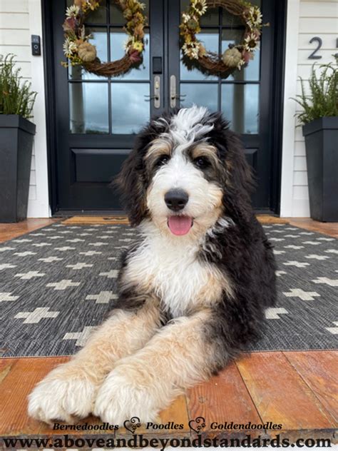 Tricolor F1 And F1b Bernedoodle Puppies For Sale In North Carolina By