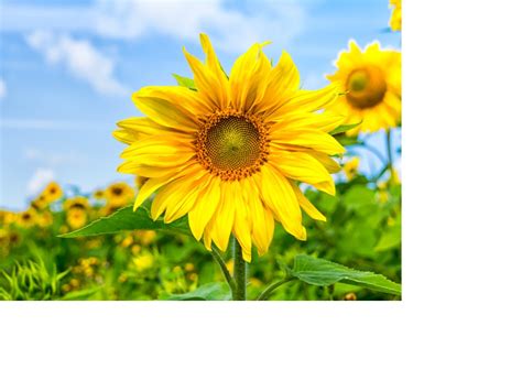 Sunflower Is The National Flower Of Ukraine Magicandbeauty
