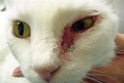 Cat Skin Diseases Best Tips To Deal With Cat Skin Problems