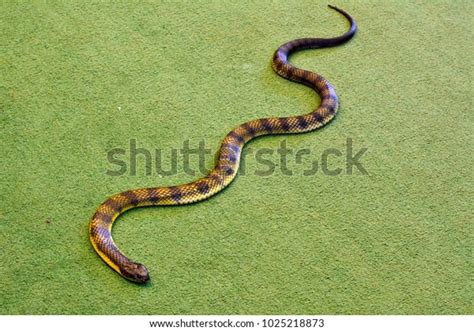 Eastern Tiger Snake Notechis Scutatus Scutatus Stock Photo Edit Now