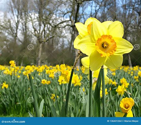 Blooming Daffodil In A Daffodil Field At Easter Time Stock Photo