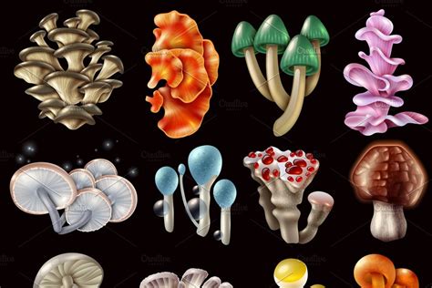 Edible Mushrooms And Toadstools Pre Designed Photoshop Graphics
