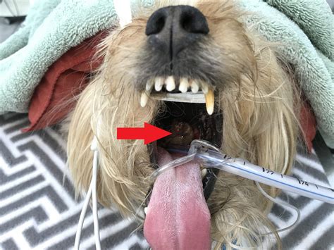 Pictures Of Melanoma On Dogs Lips
