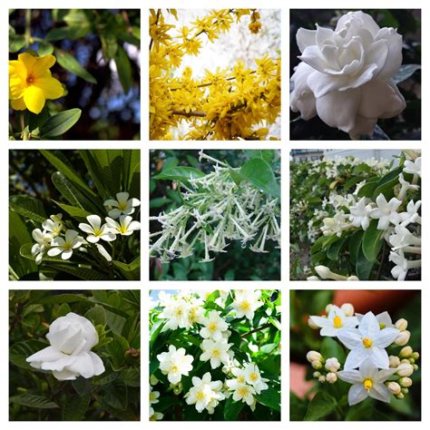 15 Types Of Jasmine Flowers How To Grow Jasmine Flowers