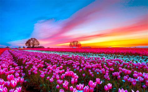 Pink Tulip Field At Sunset