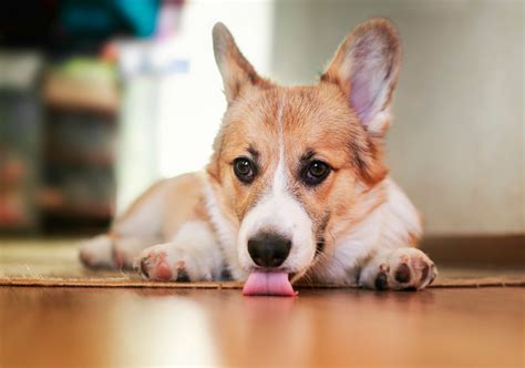 How To Manage Excessive Licking In Dogs Nylabone
