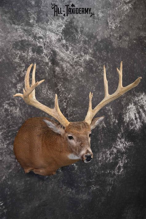 Whitetail Deer Taxidermy Shoulder Mount For Sale Sku 1319 All Taxidermy