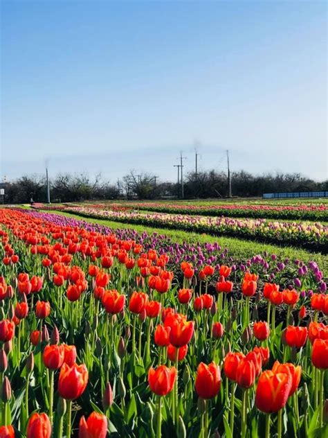 A Trip To Texas Neverending Tulip Field Will Make Your Spring Complete