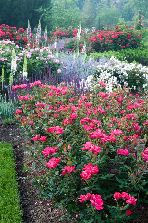 Small yellow bright summer flowers and beautiful butterfly on a background of blue, pink and green foliage in a fairy garden. How to Plant Beautiful Garden Borders Photos ...