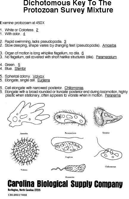 Dichotomous key use the dichotomous key and the fish diagram below as a guide to identify the fish on your worksheet. Dichotomous Key Protist Image Search Results | Dichotomous ...