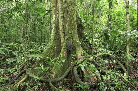 Rainforest Tree Roots Stock Image C0011216 Science Photo Library