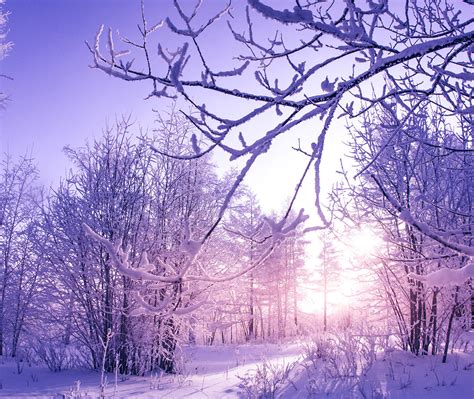 Snow Covered Winter Trees Wallpapers Hd Wallpapers