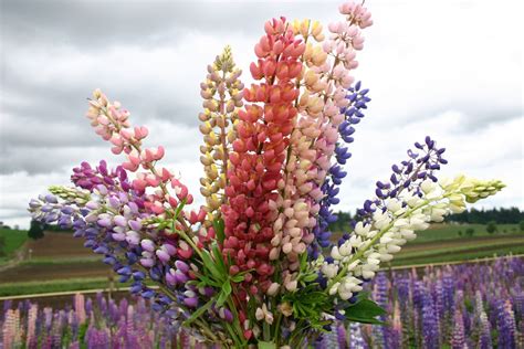 Everyone enjoys the gift of flowers. Silver Falls Seed Company - Lupine - Russell Mix