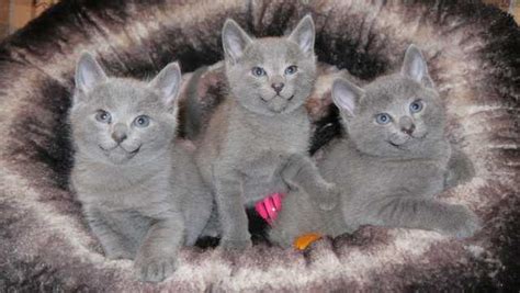 Enter your email address to receive alerts when we have new listings available for russian blue kittens for sale. Pedigree Russian Blue Kittens FOR SALE ADOPTION from Dee ...