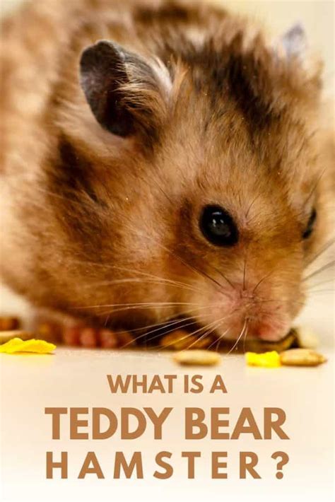 What Is A Teddy Bear Hamster