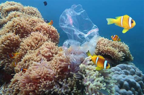 These Images Show The True Impact Of Plastics On Our Oceans