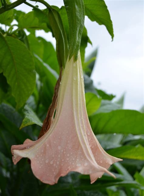 Brugmansia Pink Flower Brians Botanicals