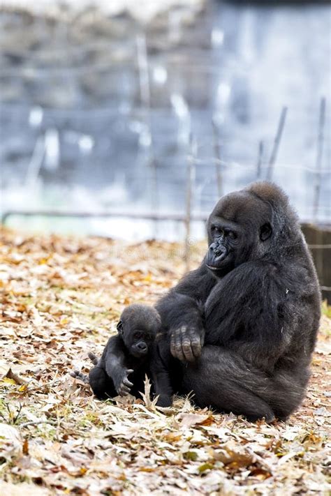 A Western Lowland Gorilla Sits With Her Baby At The Atlanta Zoo